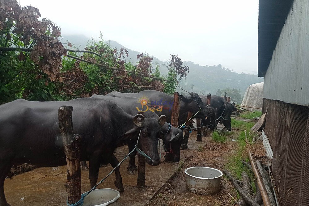 जीविकोपार्जन सुधारका लागि भैँसीपालन कार्यक्रम’